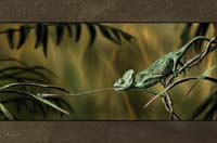 camaleon cazando