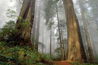 arboles enormes en la niebla